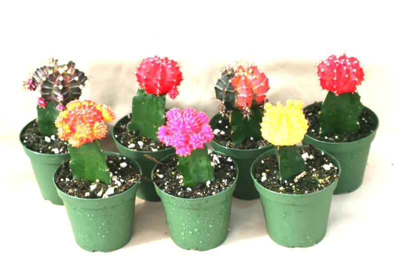 3" Grafted Color Top Cactus - Click Image to Close